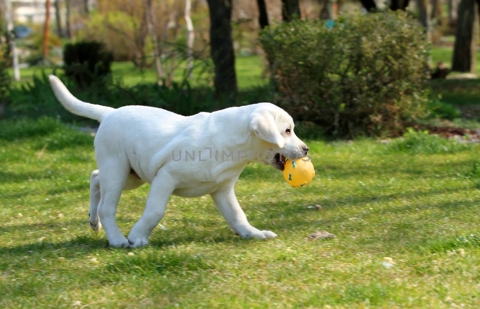 a sweet yellow labrador playing in the park