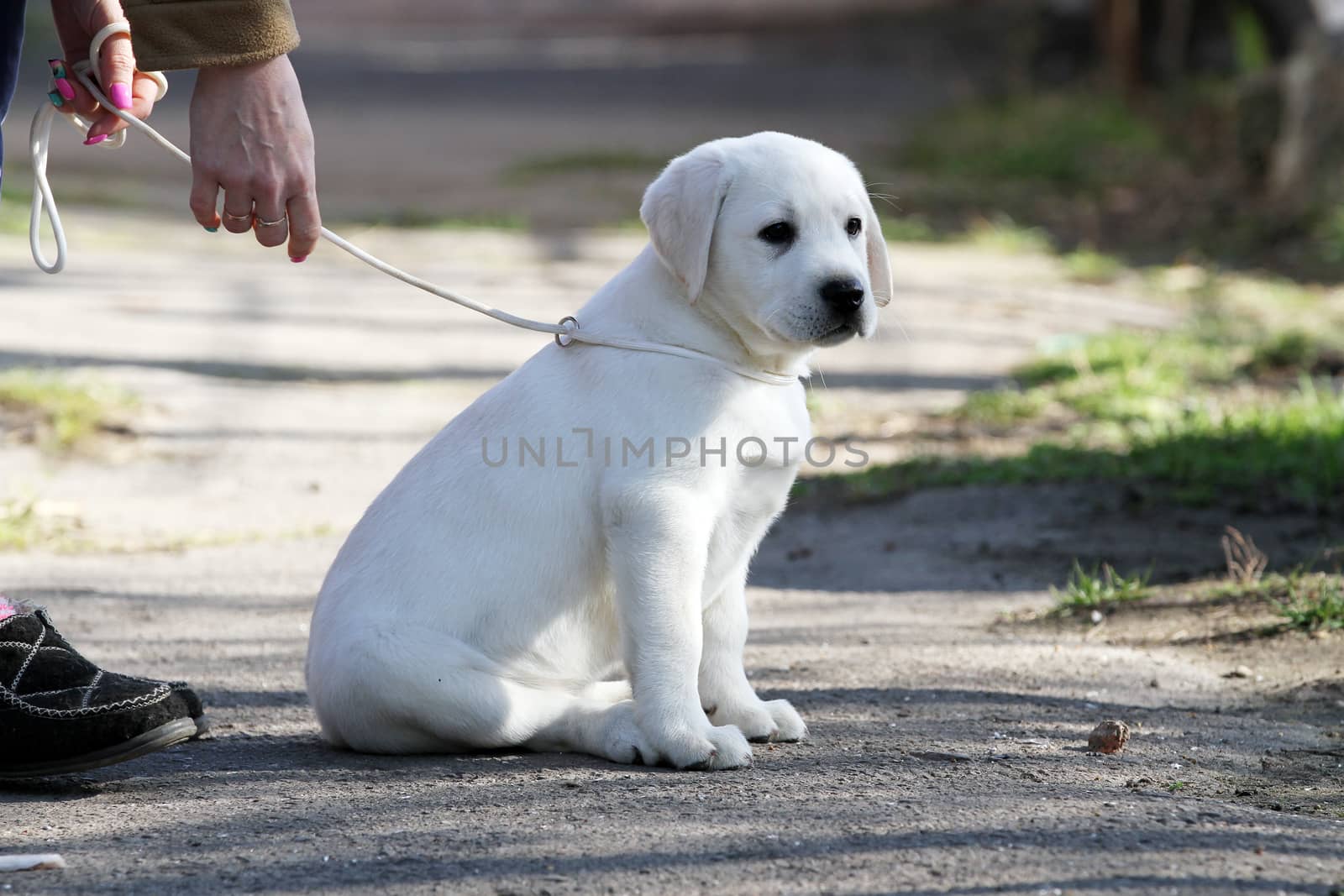 the yellow labrador playing in the park