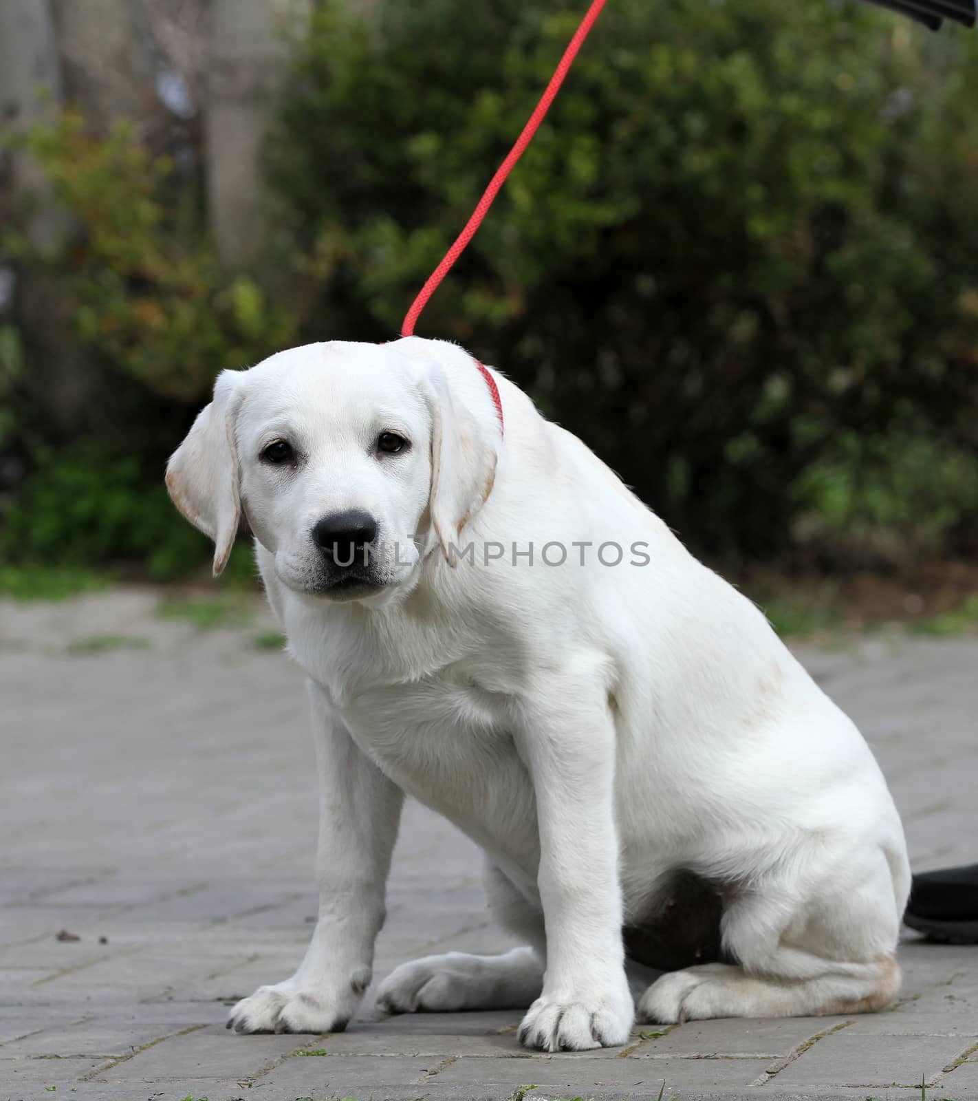 yellow labrador playing in the park