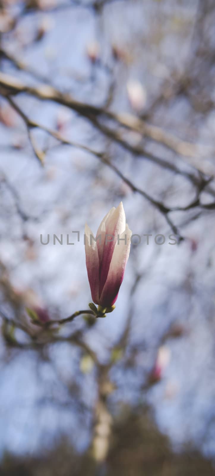 blossom of magnolia flowers growing on a tree during sunny day at the beginning of spring