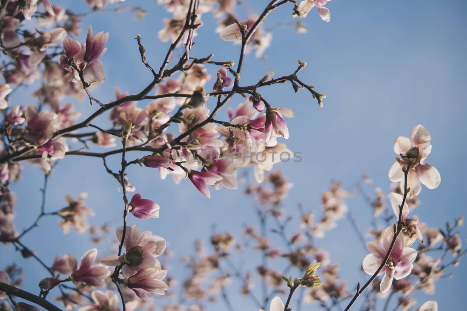 blossom of magnolia flowers growing on a tree during sunny day at the beginning of spring