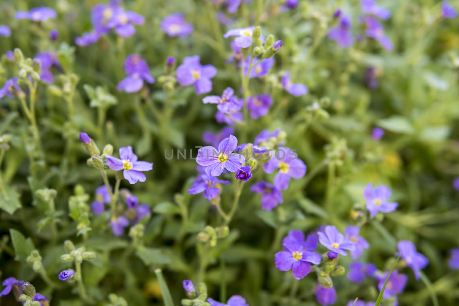 a lot of small purple flowers at the beginning of spring