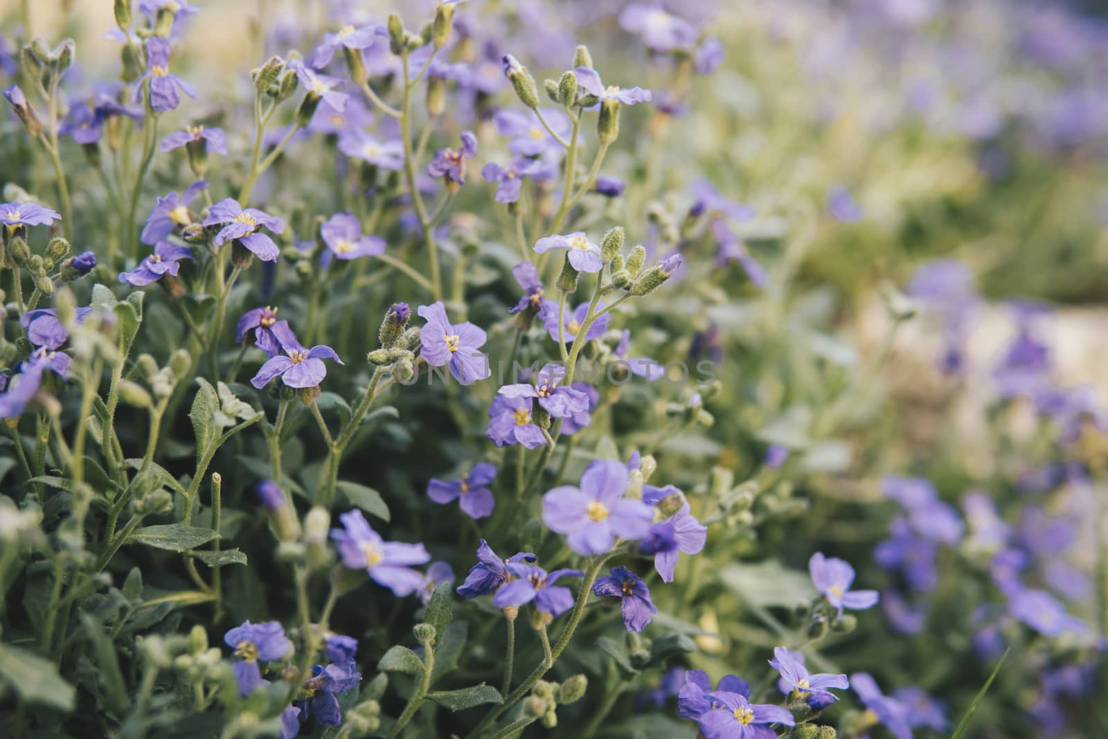 a lot of small purple flowers at the beginning of spring