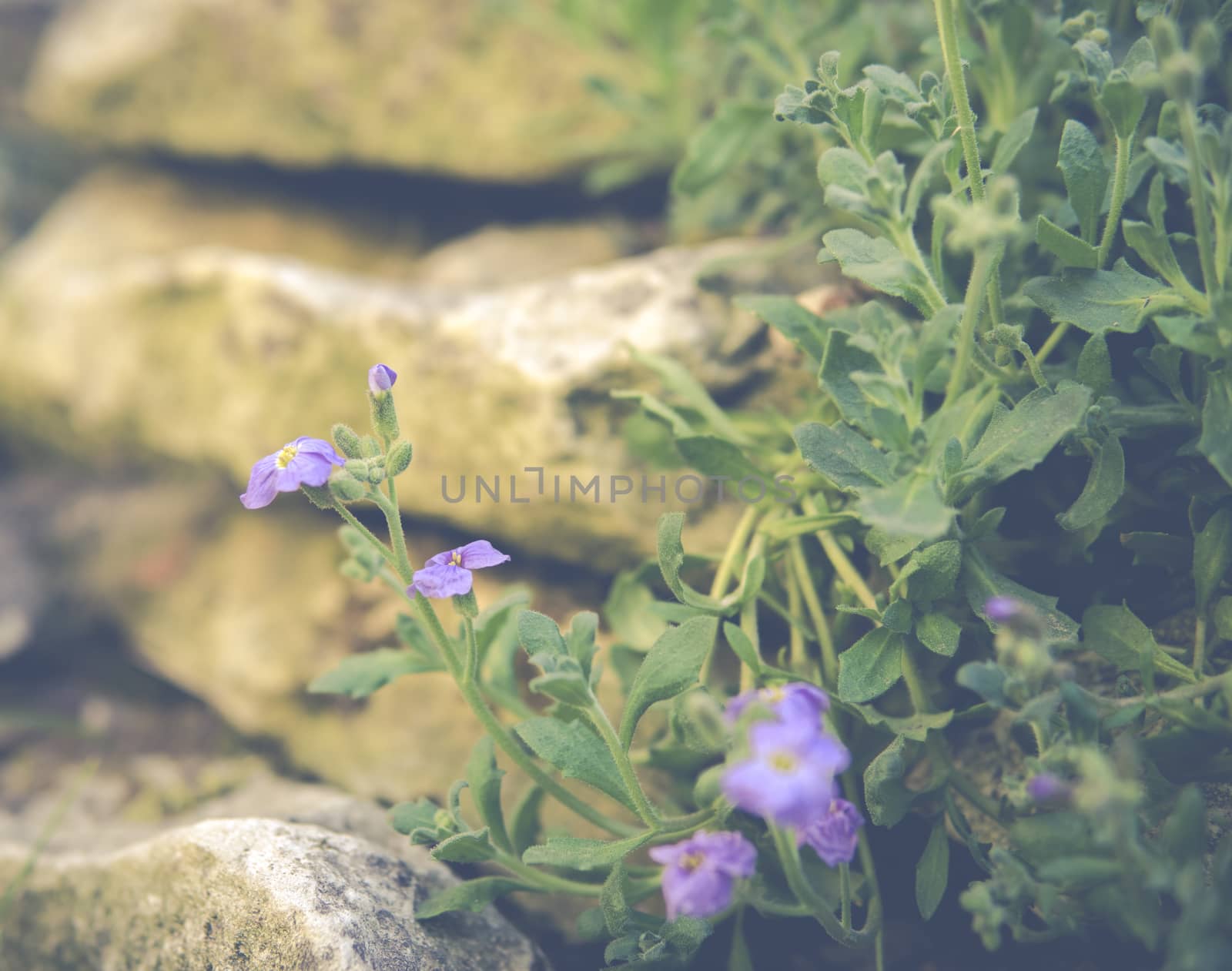 detail of small purple flower growing on a limestone rocks during springtime