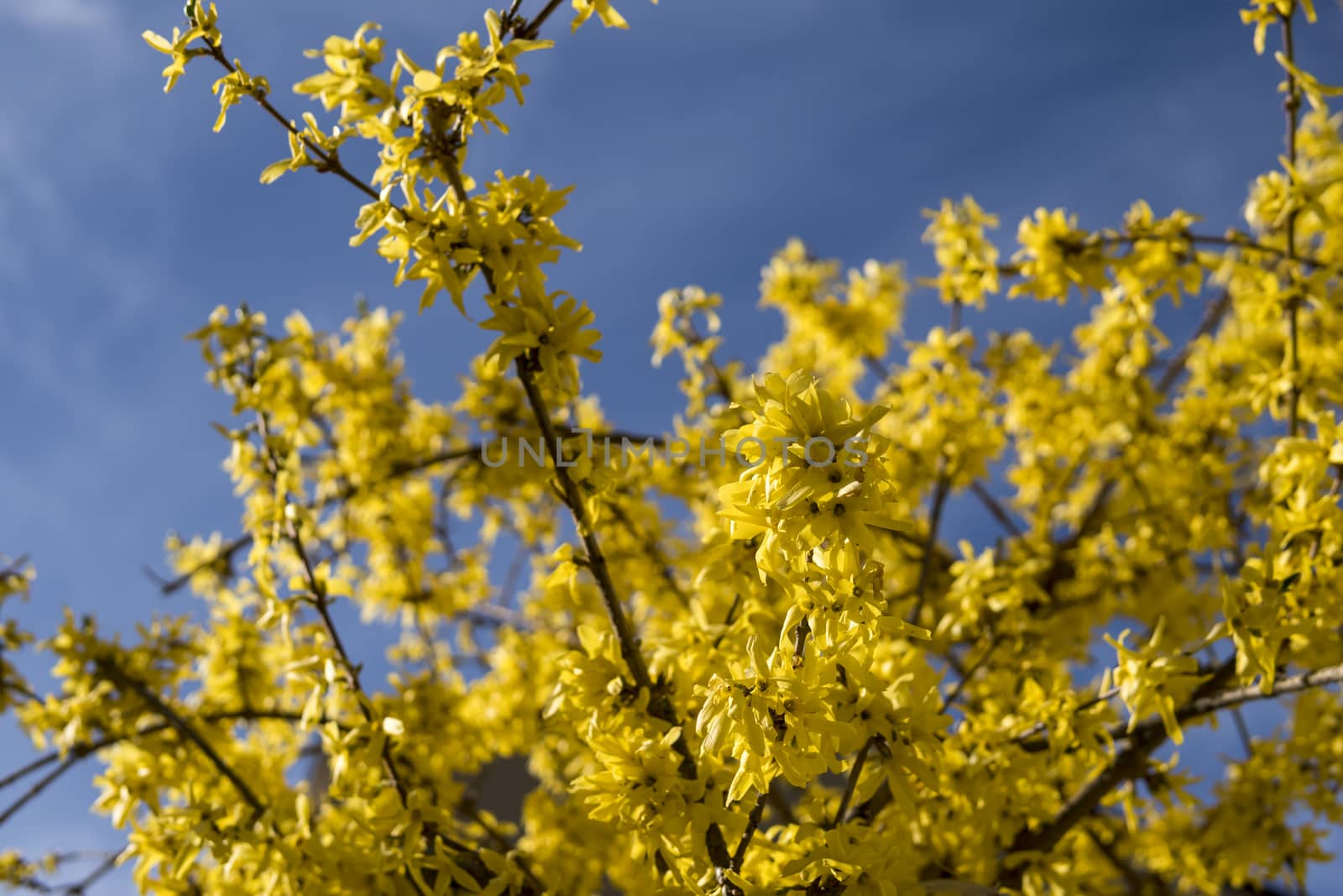 yellow flowers of forsythia over clear blue sky during sunny day at the beginning of spring