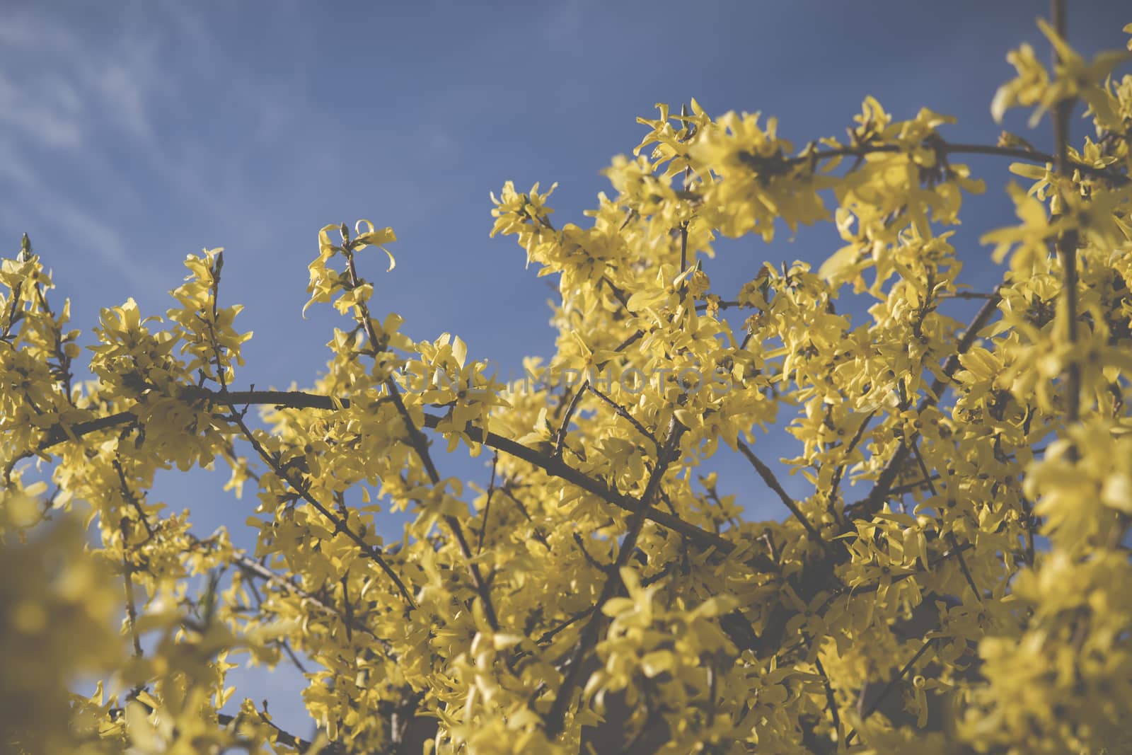 yellow flowers of forsythia over clear blue sky during sunny day at the beginning of spring