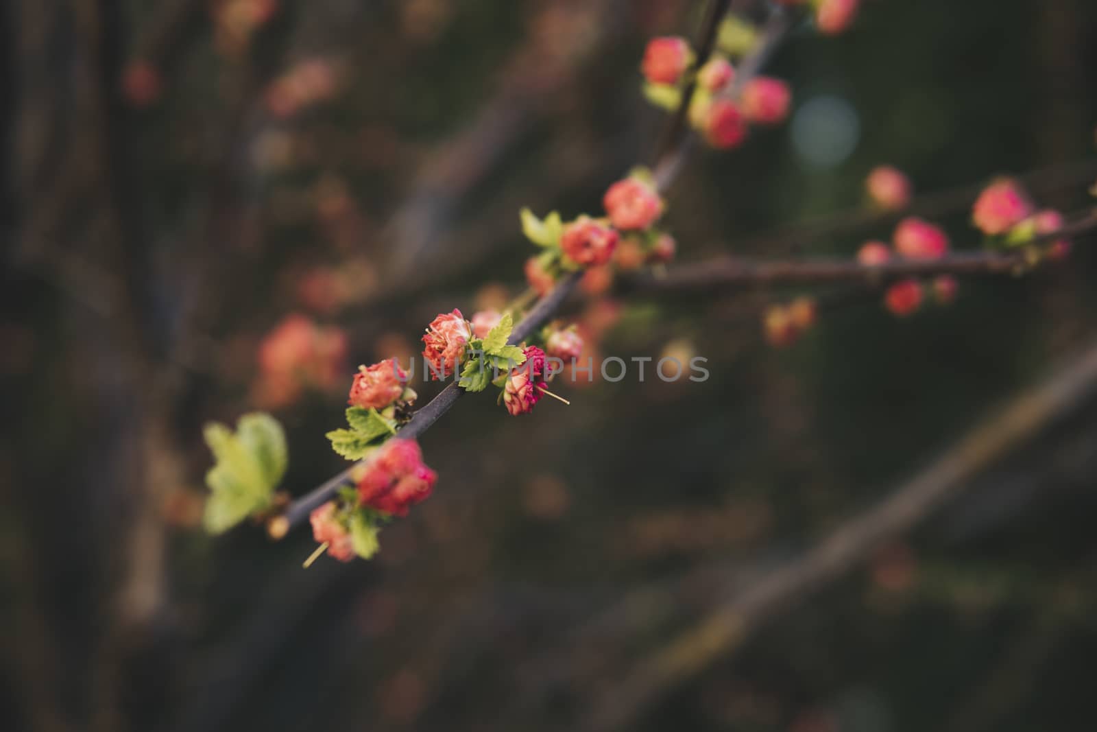 detail of buds of prunus triloba during spring season