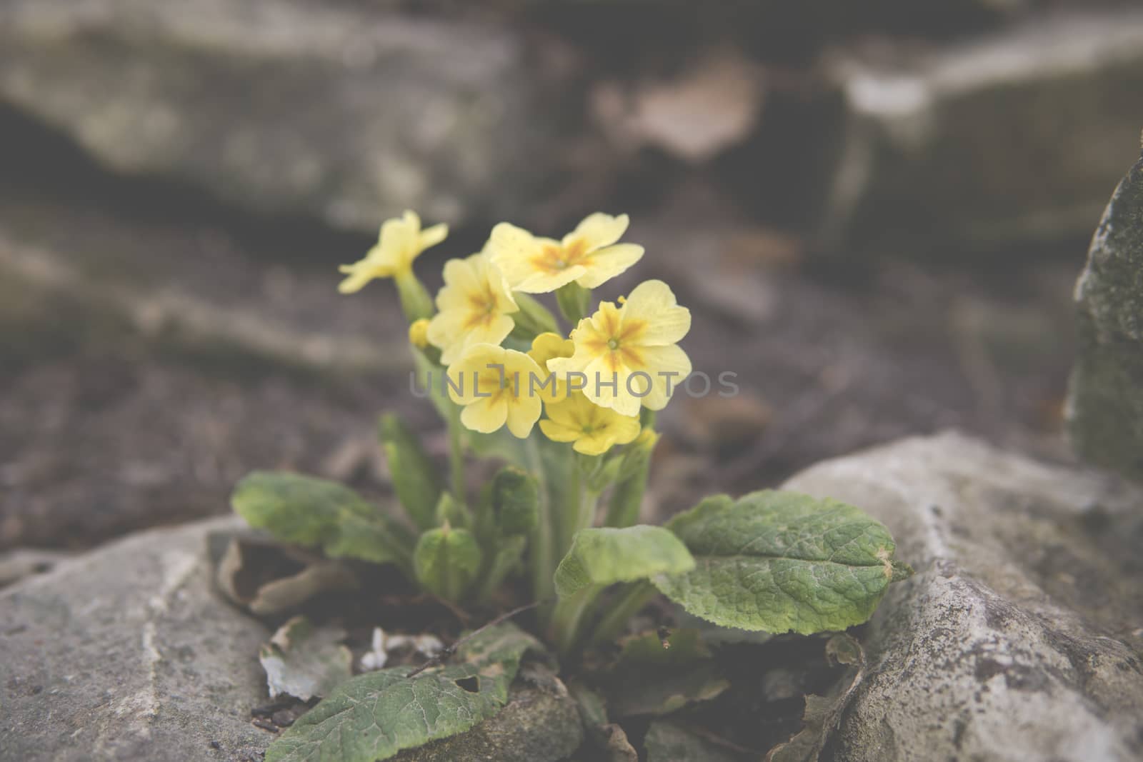 detail of small yellow flower growing on a limestone rocks during springtime