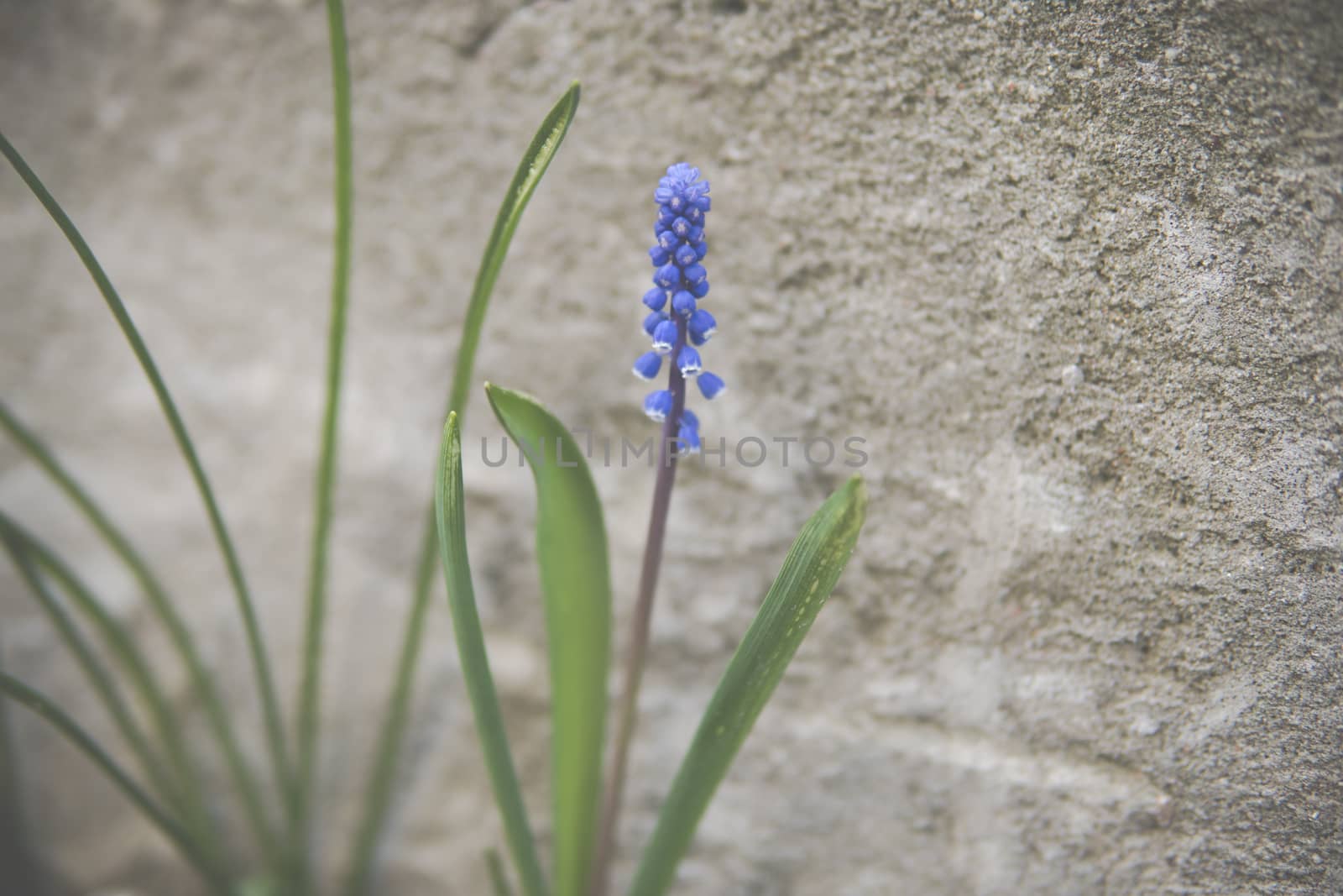 small blue flowers in front of concrete wall