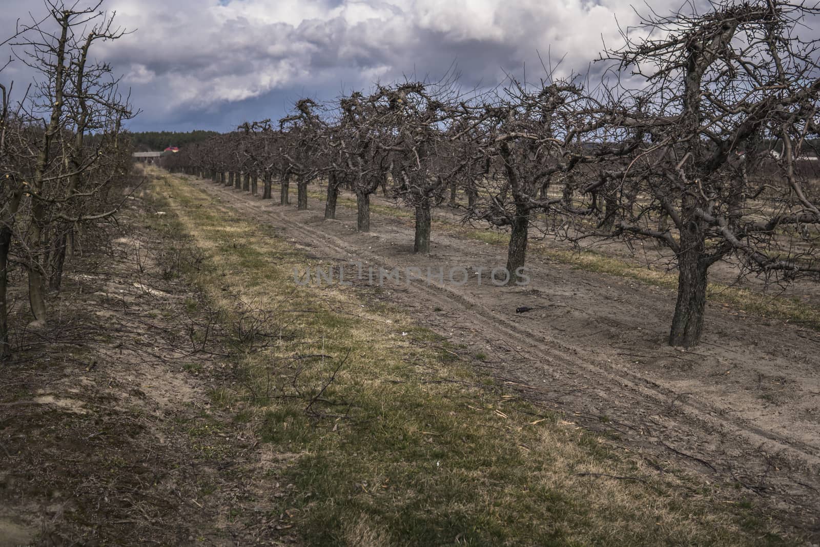 apple orchard after winter season by michal812