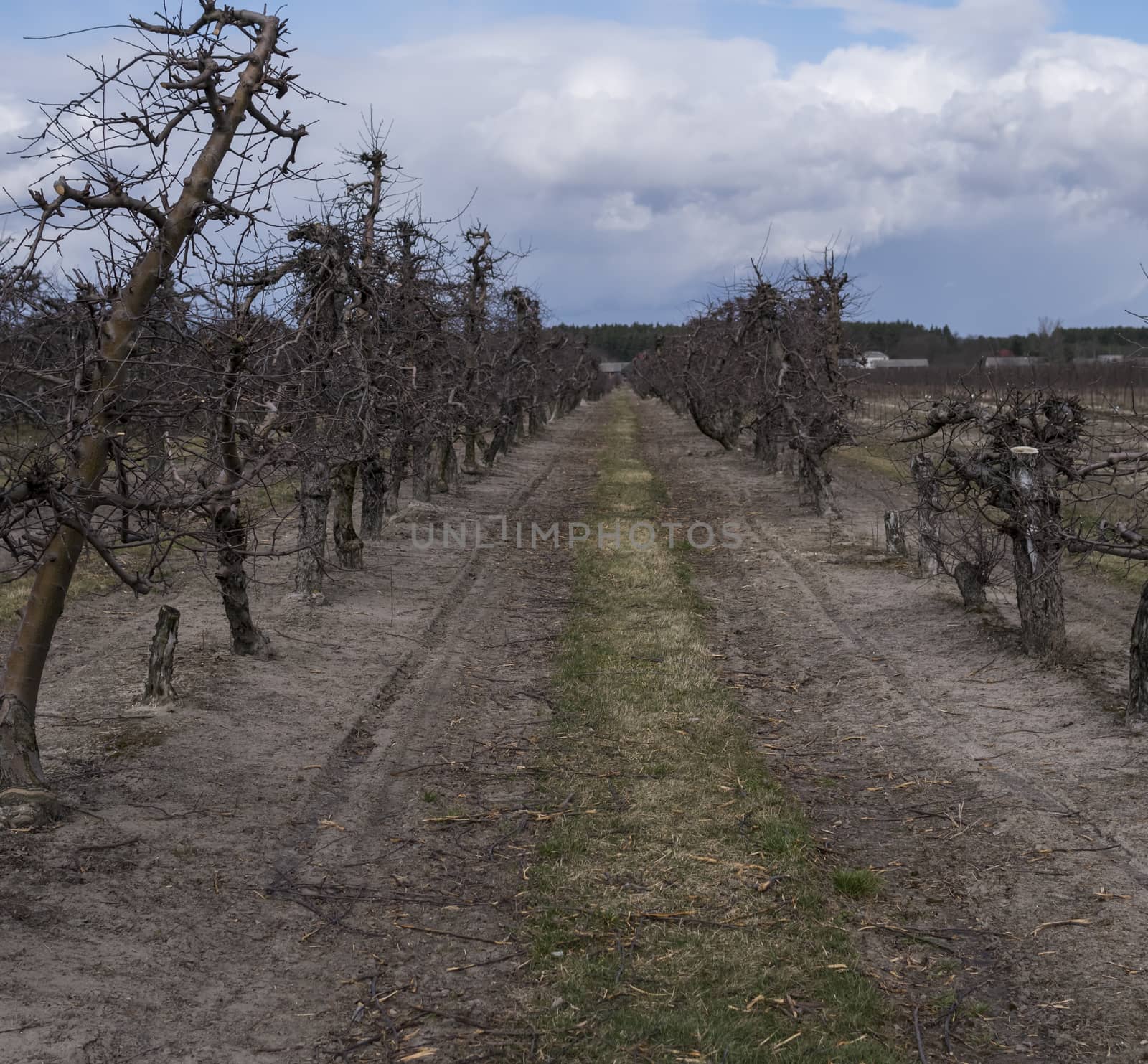landscape with empty old apple trees without leaves and fruits at the beginning of spring