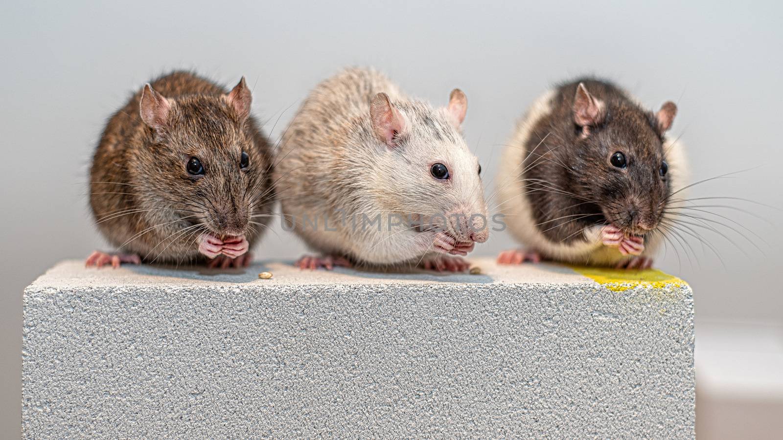 Three young pet rats (brown, grey and black and white) sitting and eating next to each other on a gas concrete block.
