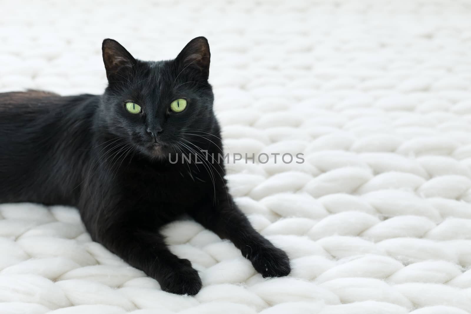 Black cat relaxing on white knitted merino plaid, hygge home by photopixel