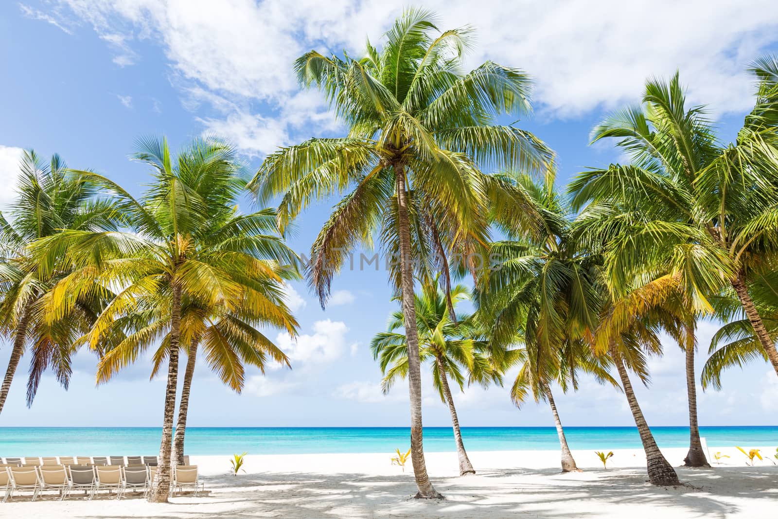 Beach calm scene with sunbeds under coconut palms close to Caribbean sea. Tropical paradise with chaise lounges on white sand, beautiful travel card background