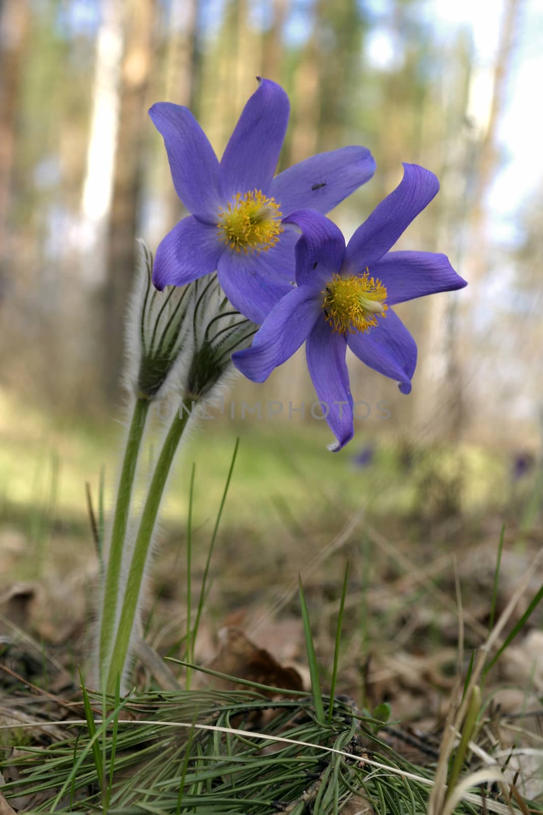 The flowers in the forest. Natural spring background.
