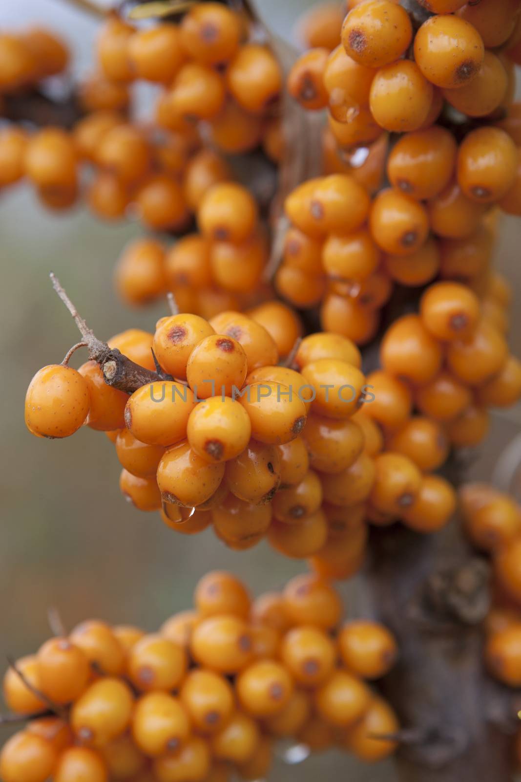 Sea buckthorn organic berries background. Medical plant.