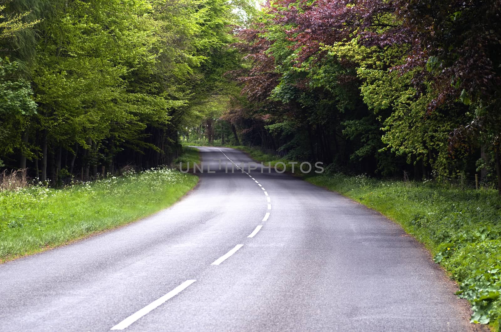 Country Lane by TimAwe