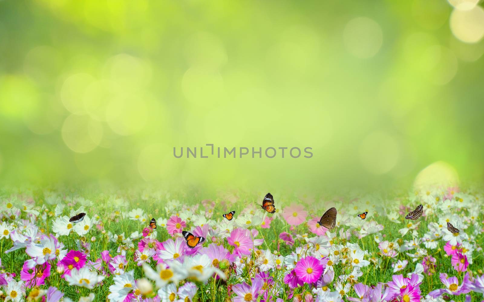 flower Leaf background bokeh blur green background by sarayut_thaneerat