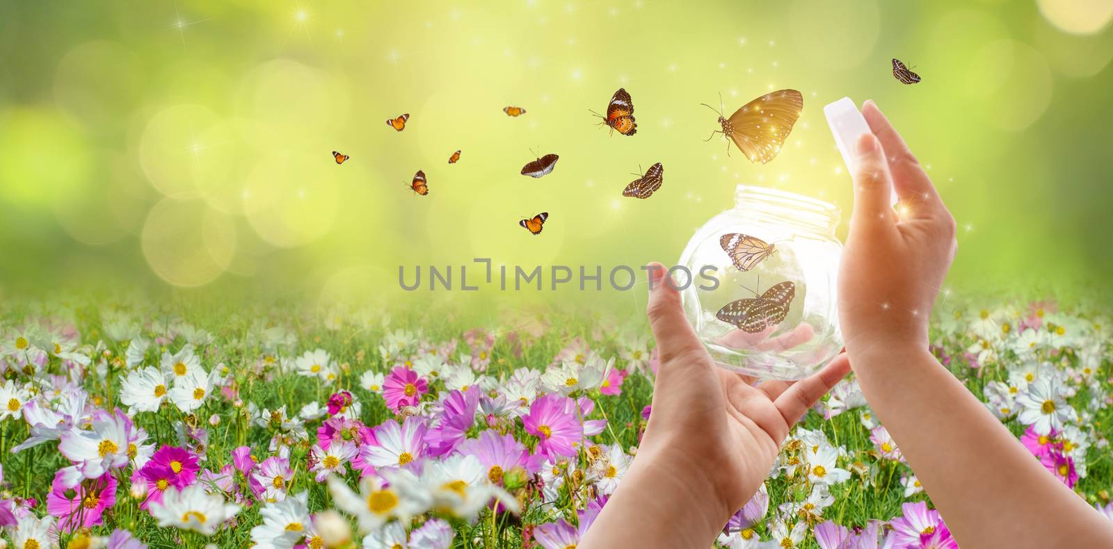 The girl frees the butterfly from the jar, golden blue moment Concept of freedom