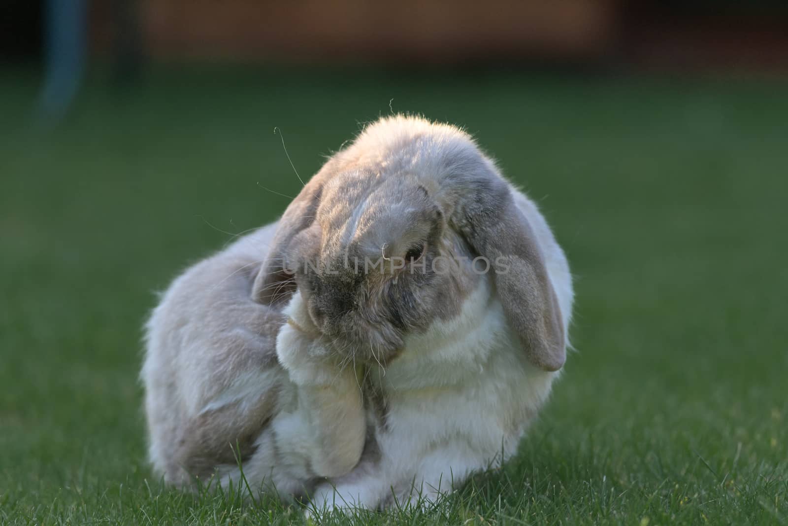 Patch of sunlight hits the side of this lop rabbits face as he sits on the lawn and grooms his back foot