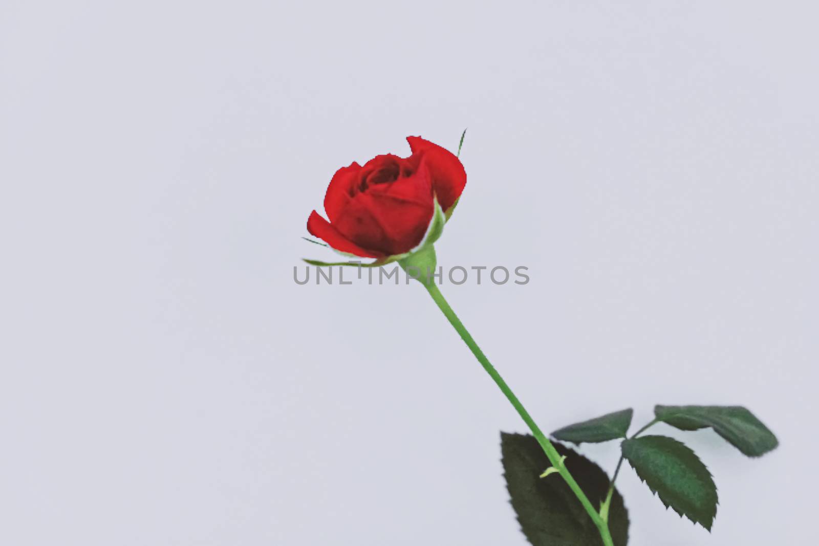 Beautiful red rose flower, floral and holiday concept
