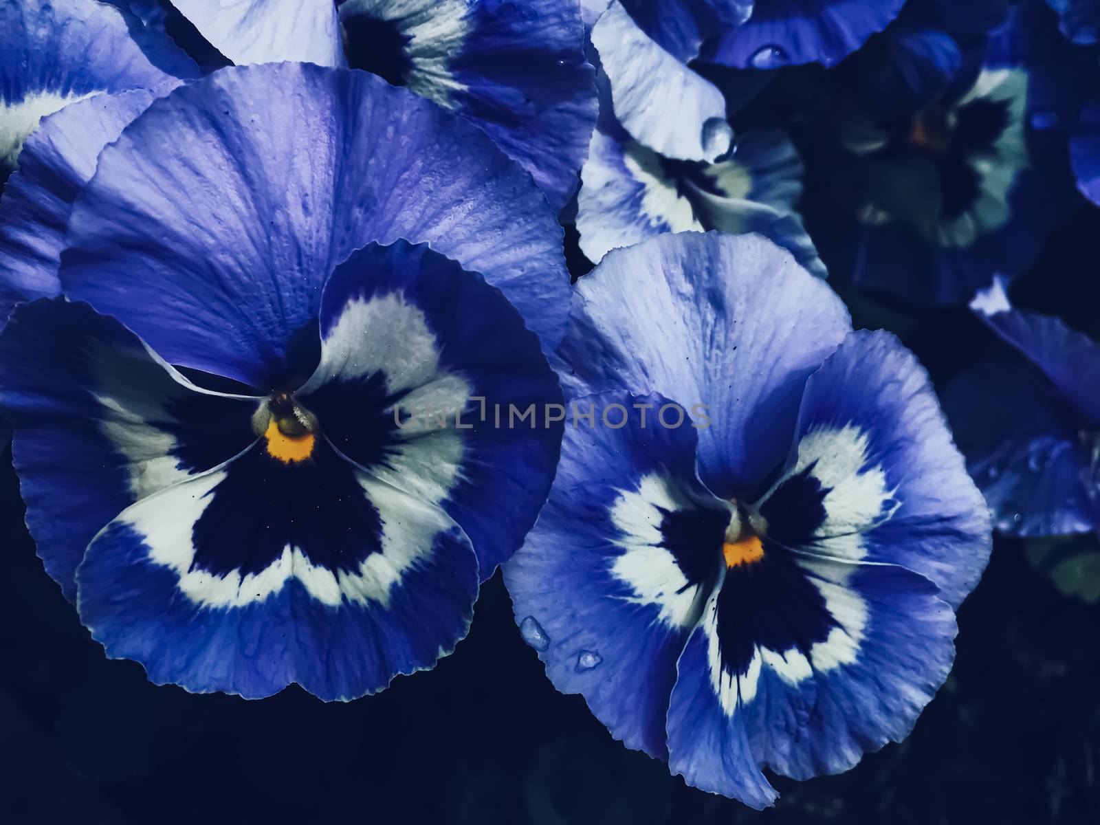 Blue flower on dark background, floral and nature concept