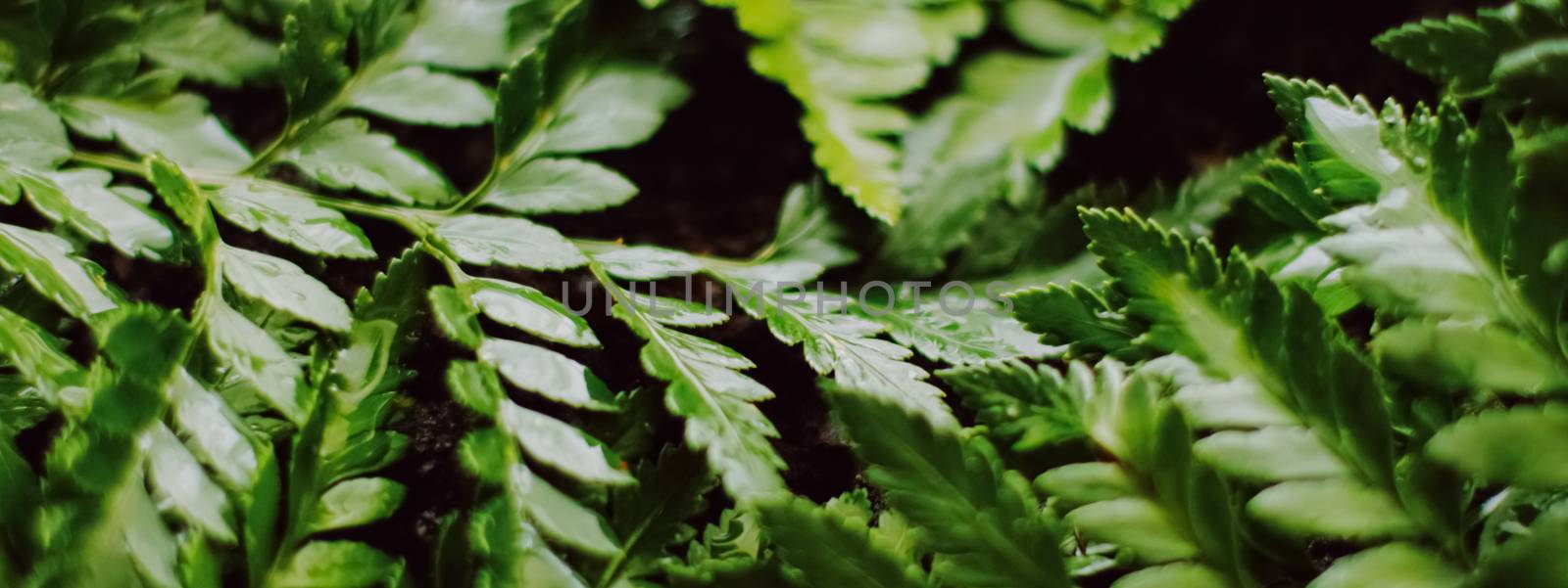 Tropical plant leaves in garden as botanical background, nature and environment close-up