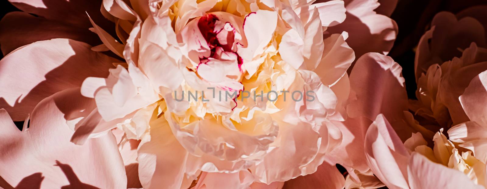 Peony flowers as luxury floral background, wedding decoration and event branding by Anneleven