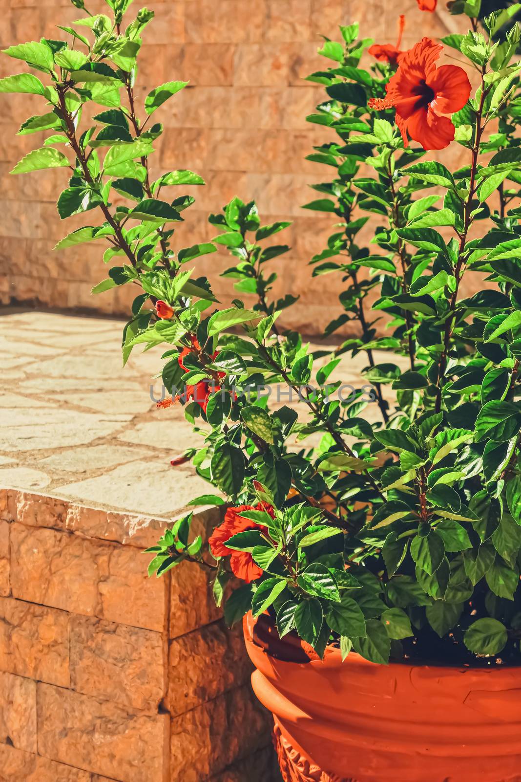 Plant in a pot in an ancient town in summer, nature and floral