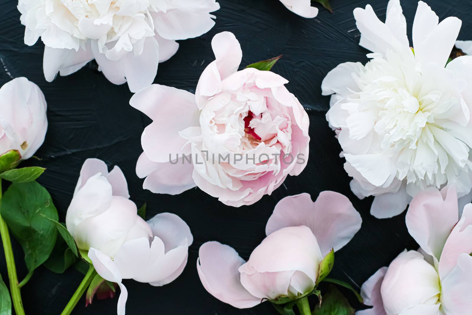 Blooming peony flowers as floral art background, botanical flatlay and luxury branding by Anneleven