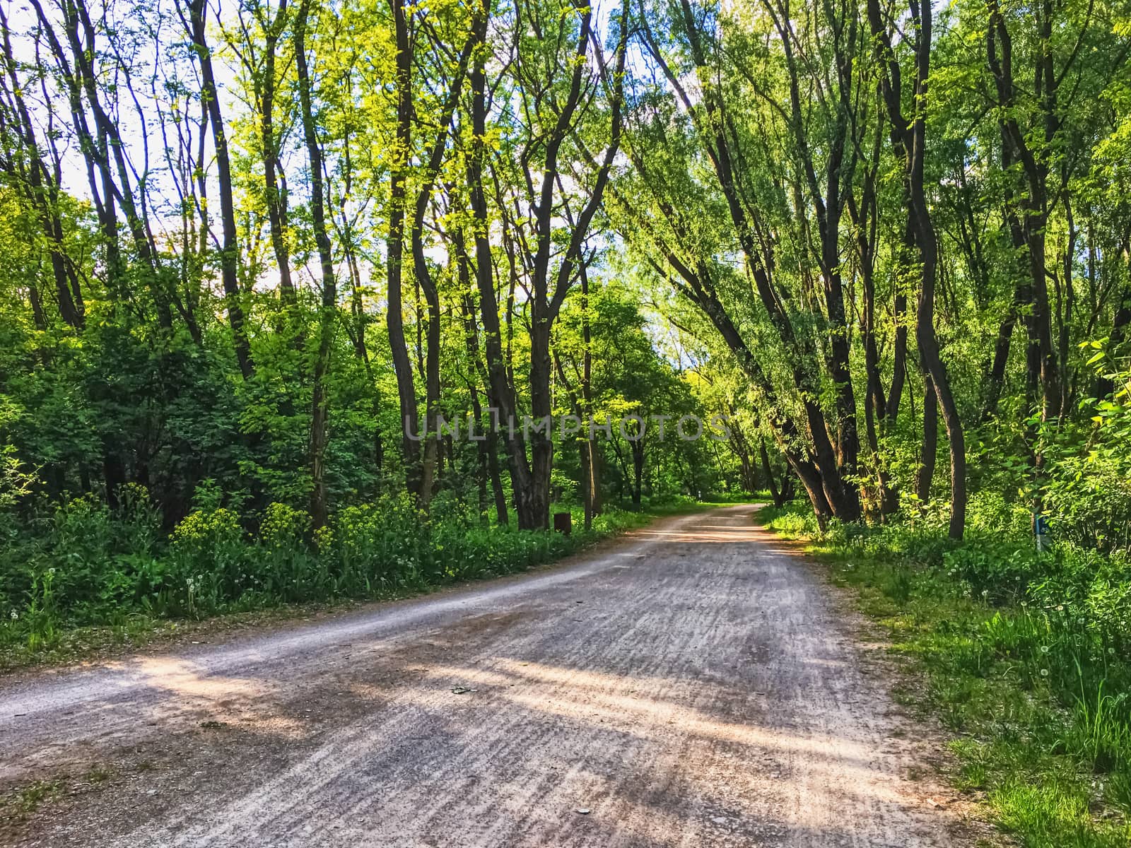 Countryside woods as rural landscape, amazing trees in green forest, nature and environment scenery