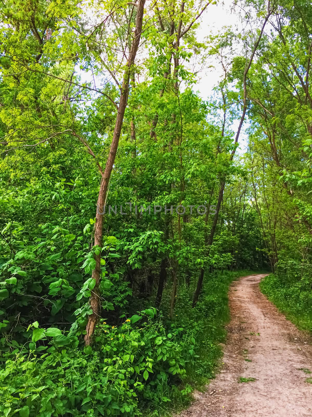 Countryside woods as rural landscape, amazing trees in green forest, nature and environment scenery