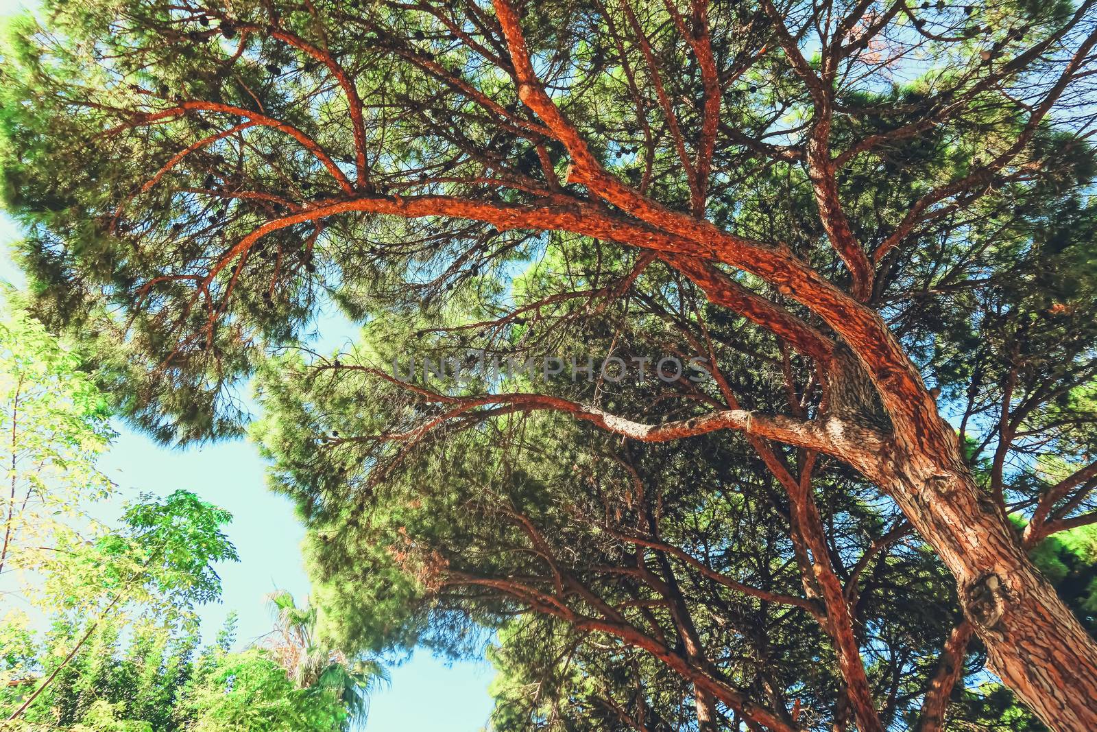 Beautiful trees in southern climate in summer by Anneleven