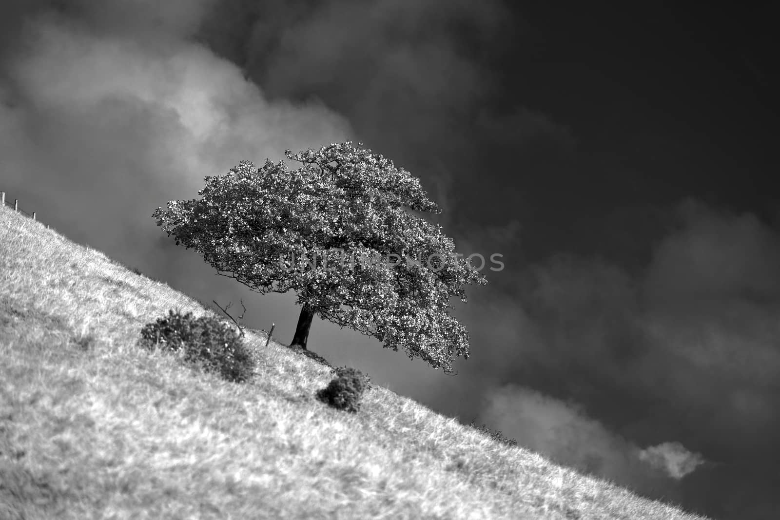 This photo was not taken wonky, as the reason the tree slopes with the incline of the hill is actually due to the sheep eating the lower leaves and so keeping the tree parallel to the ground