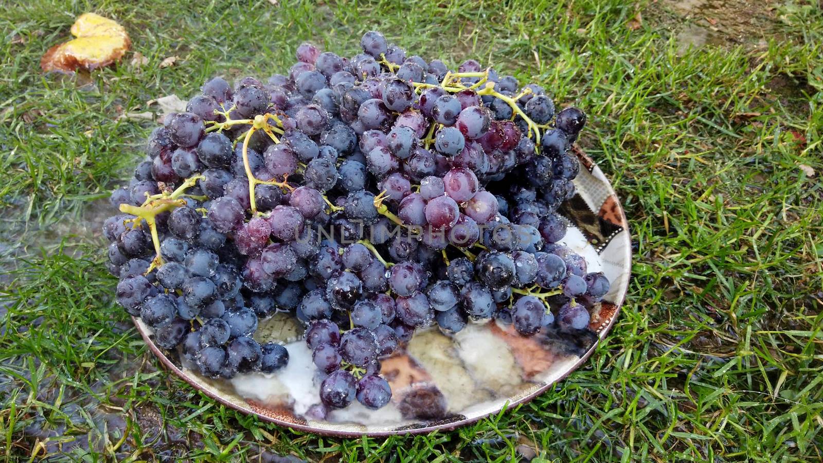 fresh harvested red ripe grape , waterdrops image