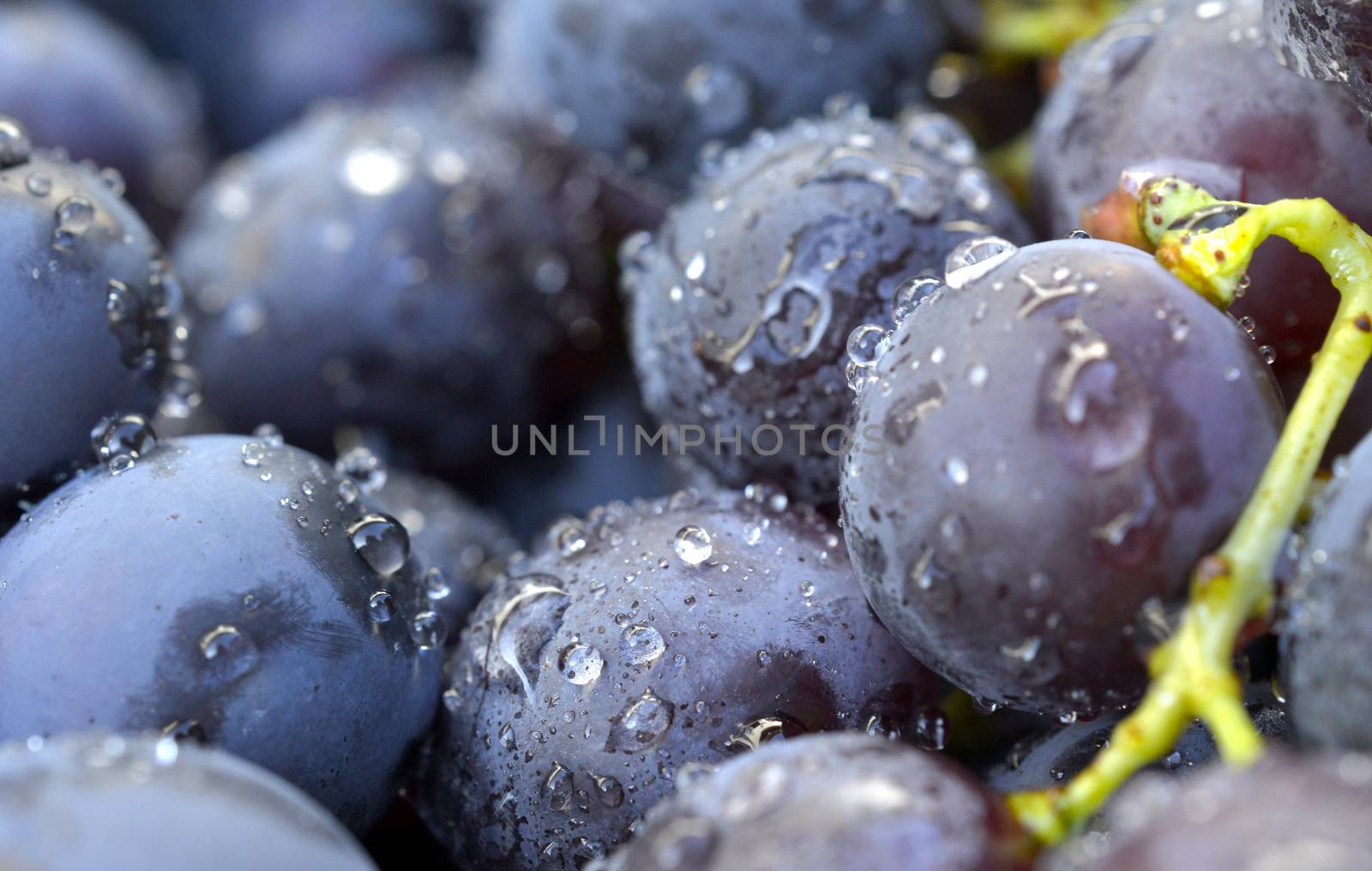 water drops on a red grape by nehru