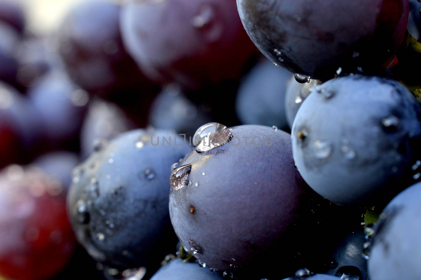 water drops on a red grape image