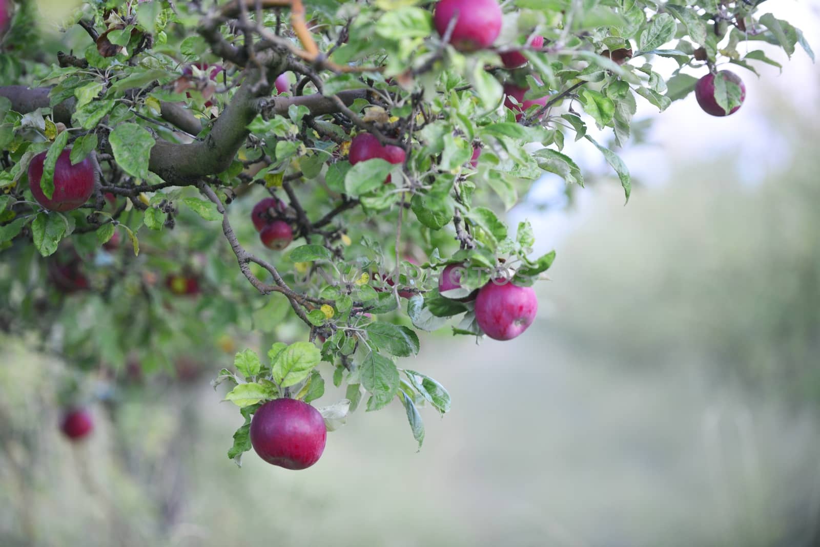 ripe apples in an orchard ready for harvesting ,ocober morning shot by nehru