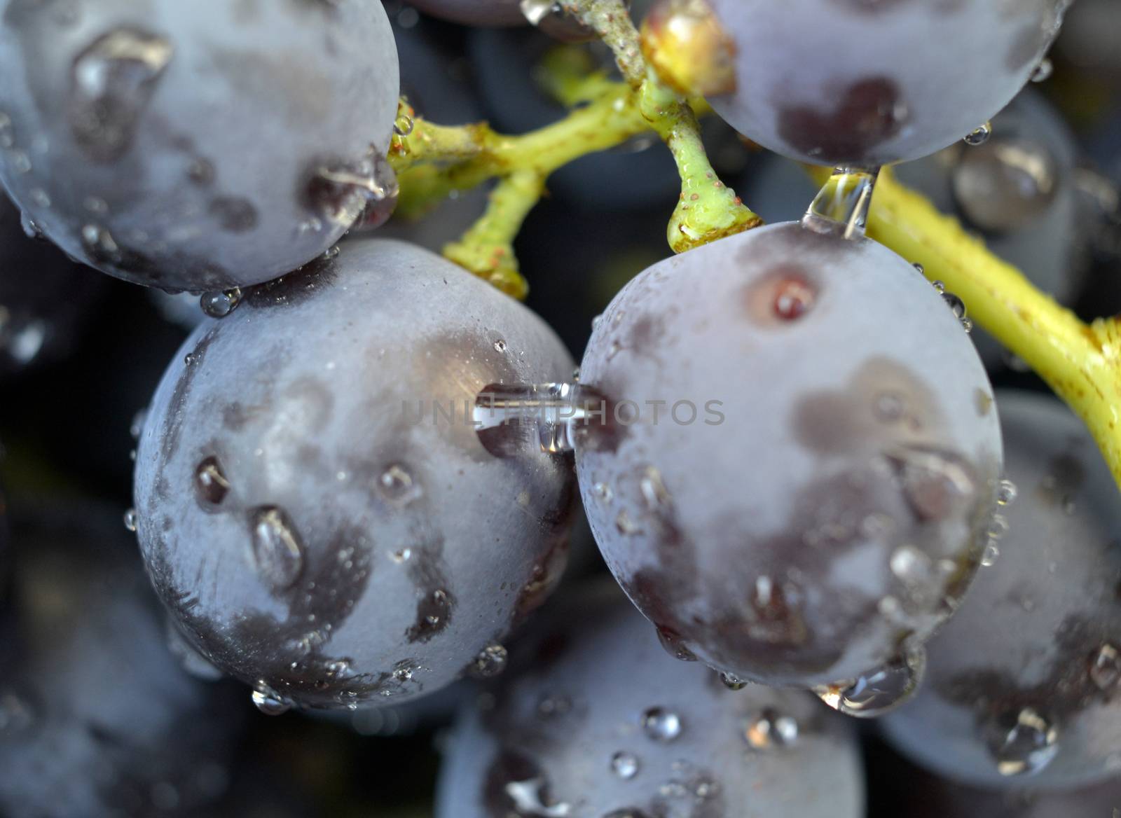 water drops on a red grape by nehru