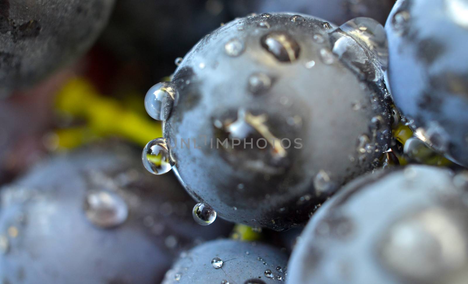 water drops on a red grape by nehru