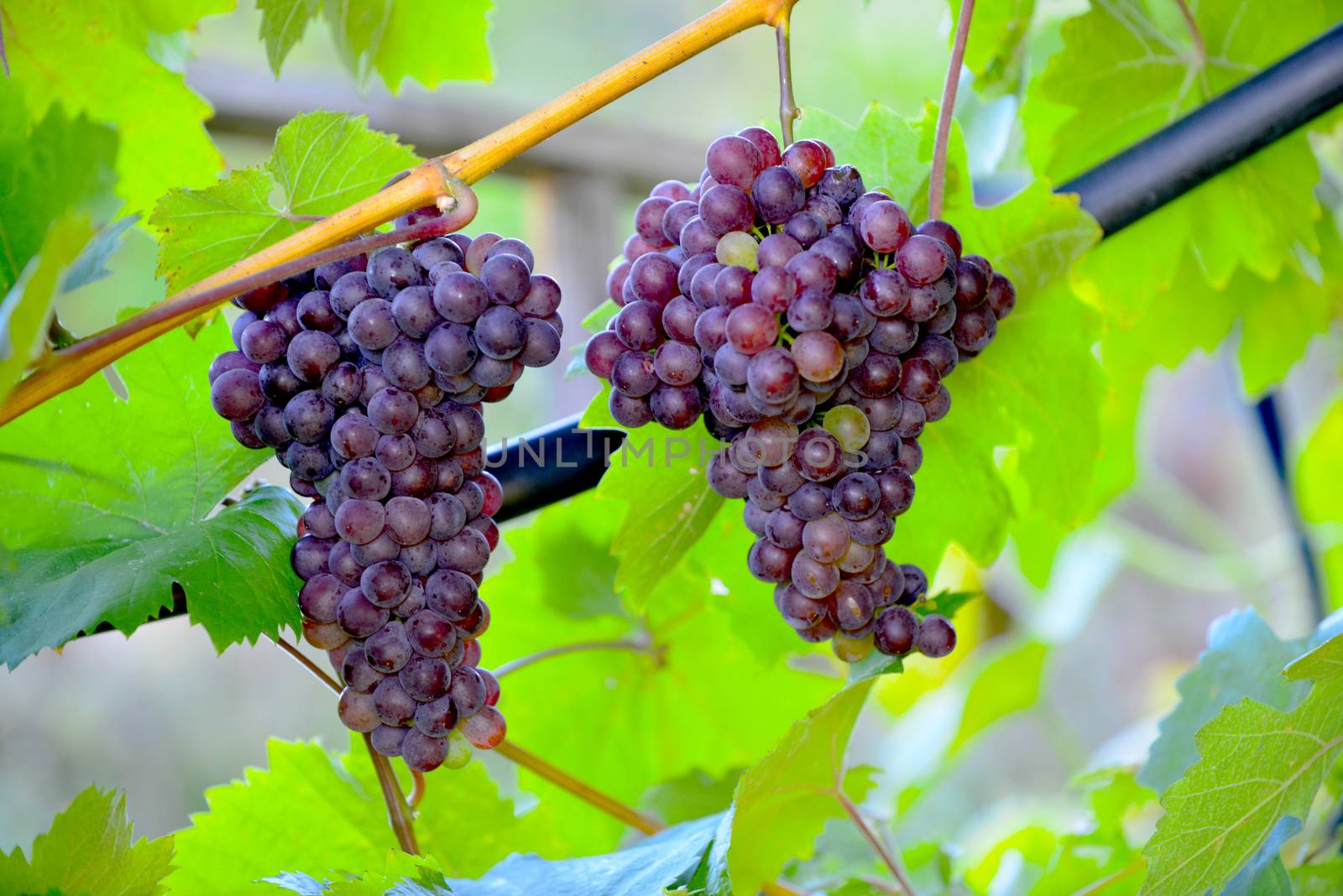 october morning shot of a ripe grapes in wineyard,image