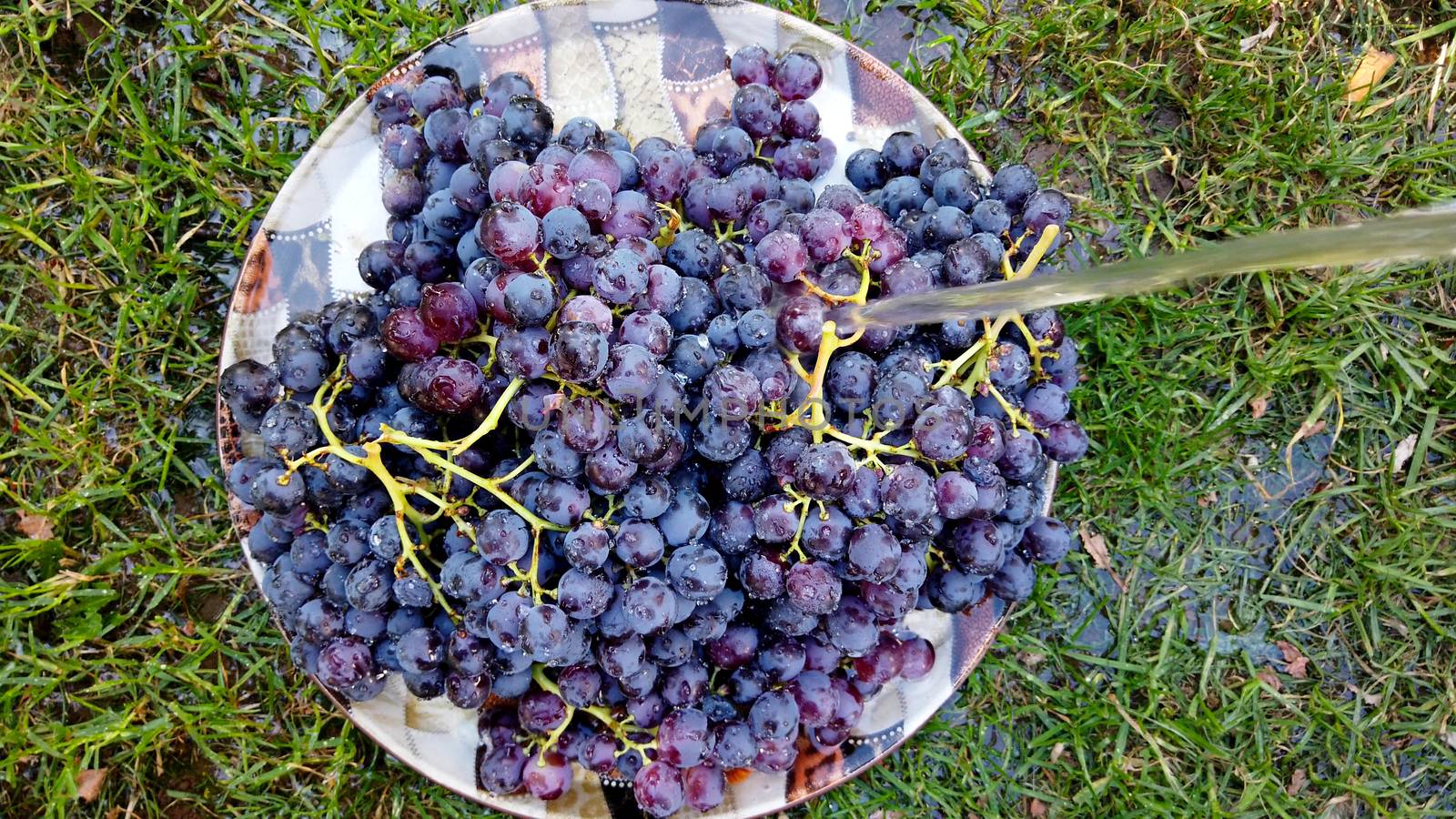 fresh harvested red ripe grape , waterdrops by nehru