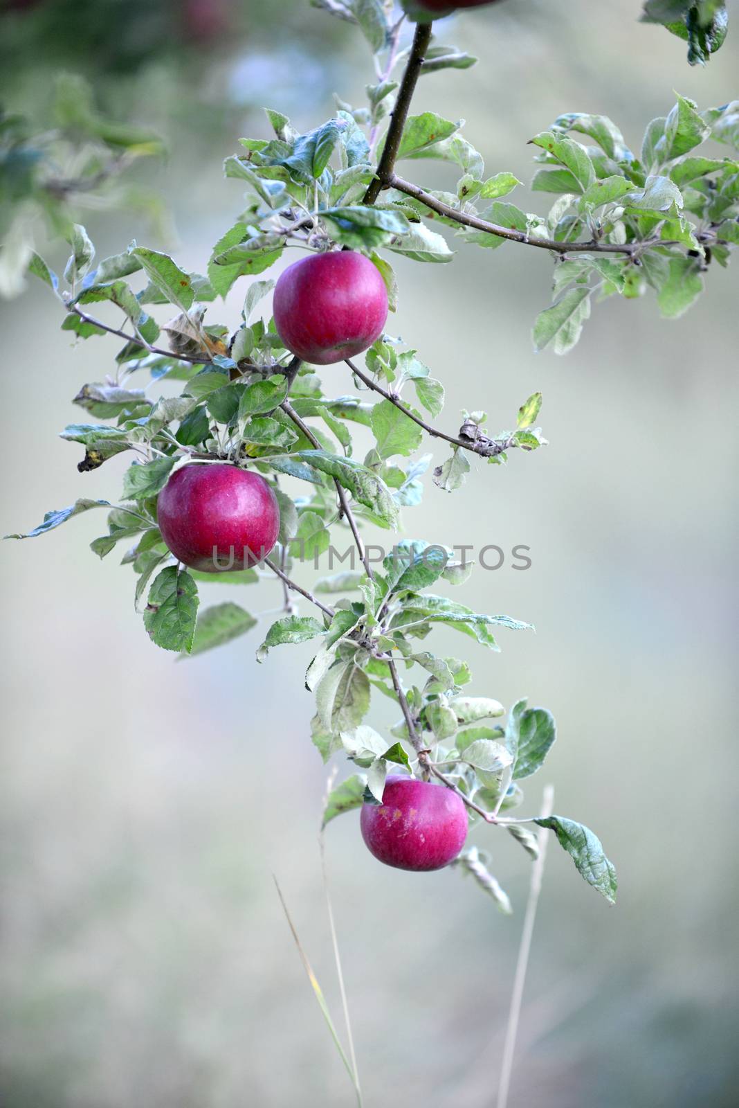 ripe apples in an orchard ready for harvesting ,ocober morning shot image