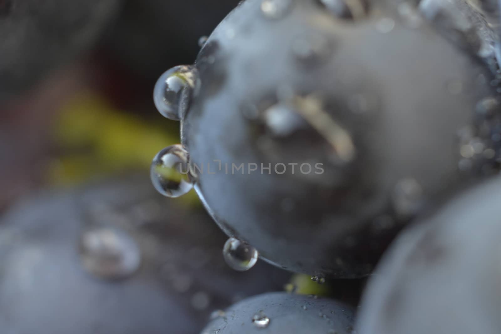 water drops on a red grape by nehru