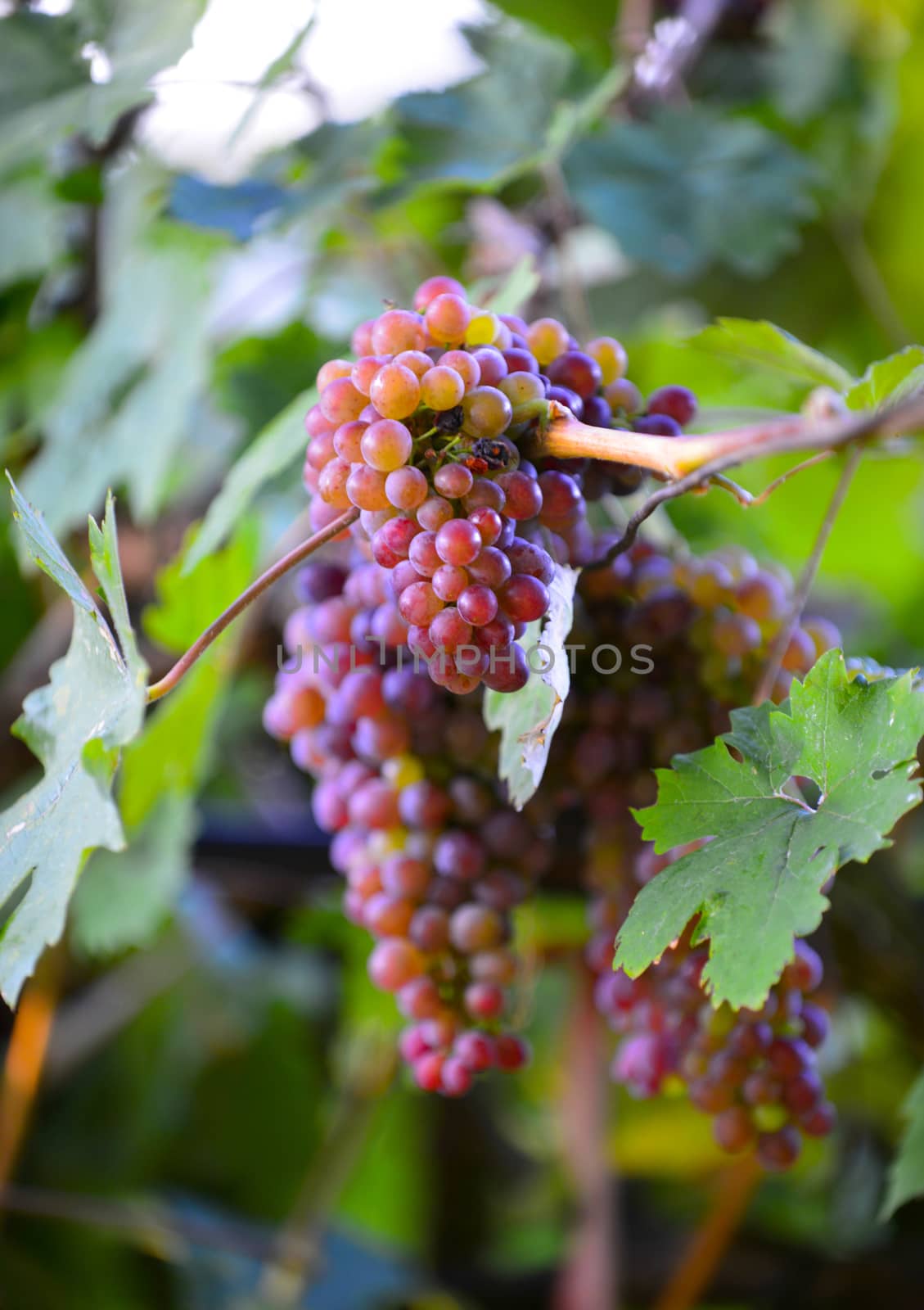 october morning shot of a ripe grapes in wineyard by nehru