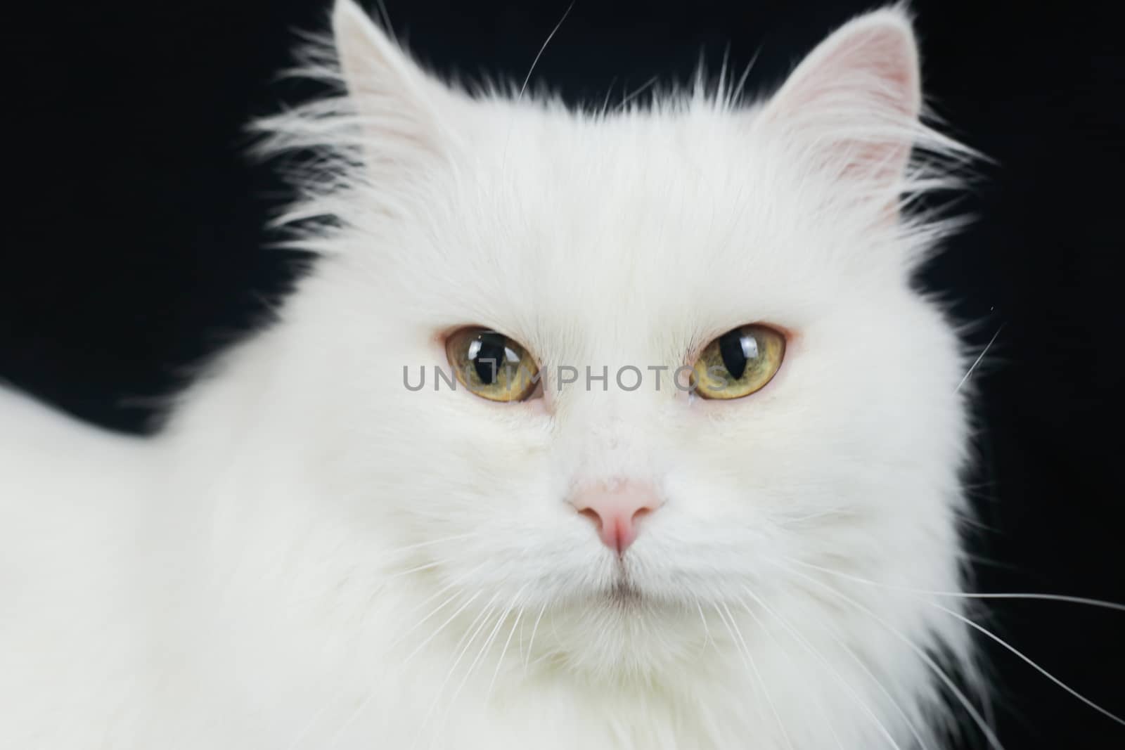 White Angora cat on a black background