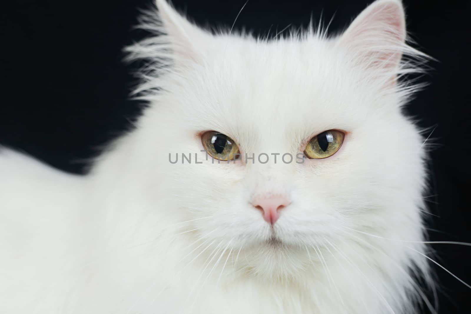 White Angora cat on a black background