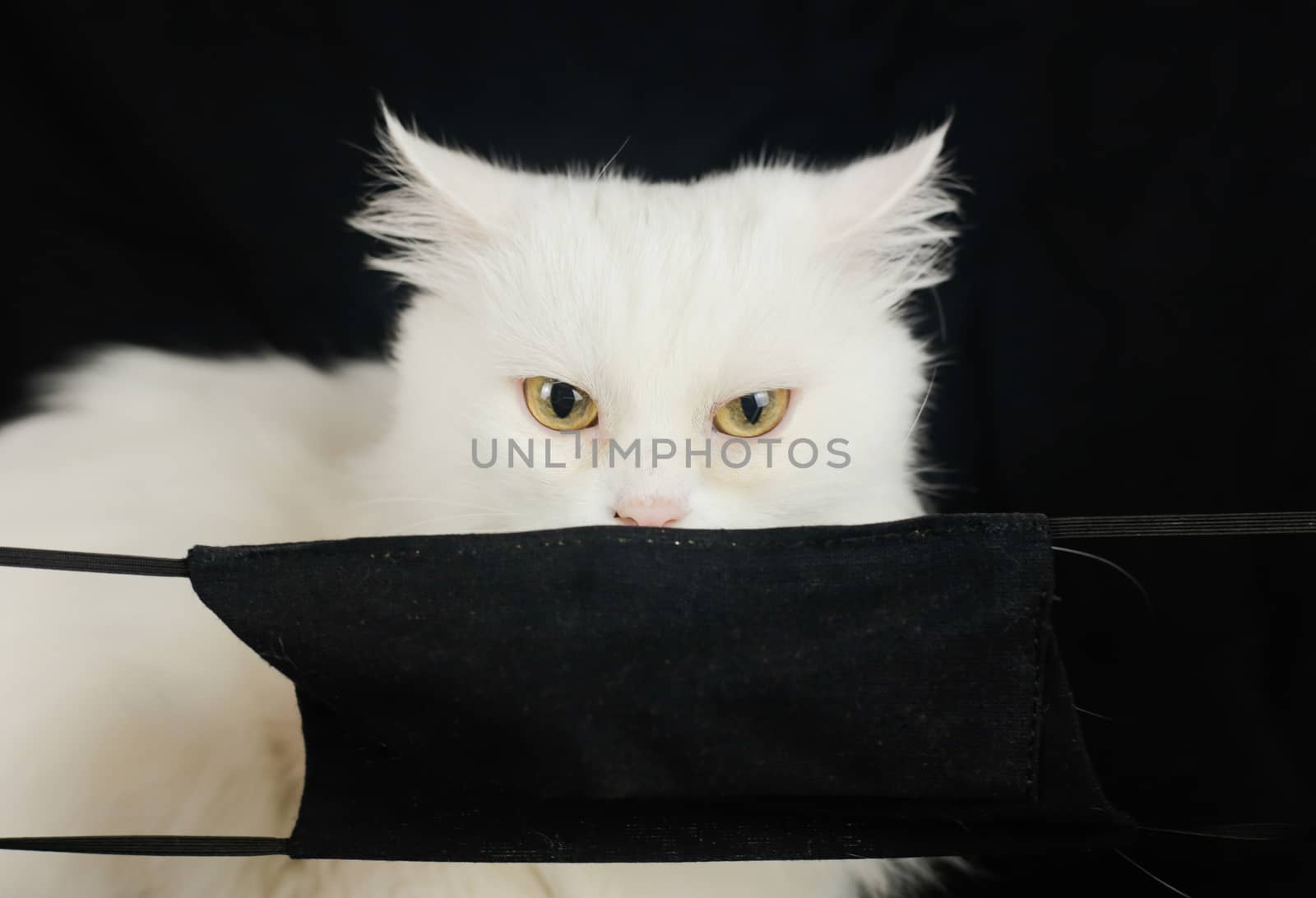 White cat in quarantine mask