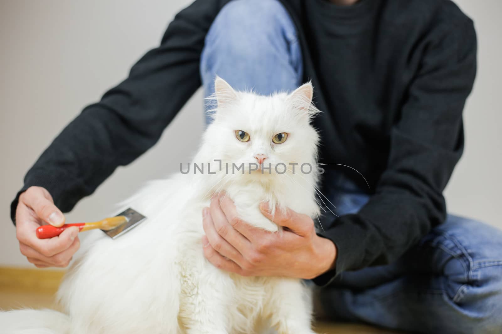 Cat combing. Long hair, cat's hairstyle. Pet care