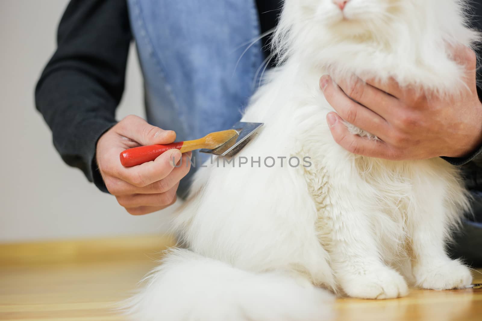 Cat combing. Long hair, cat's hairstyle. Pet care